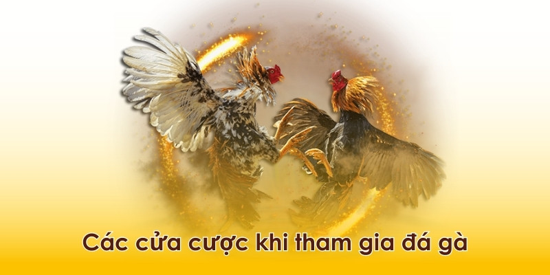 Thành thạo về những loại hình cá cược đá gà để đưa ra lựa chọn chính xác hơn.