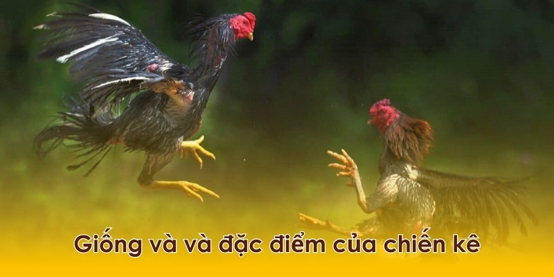 Hiểu rõ về giống gà và những đặc điểm đi kèm sẽ giúp bạn có đánh giá tốt hơn về chiến kê