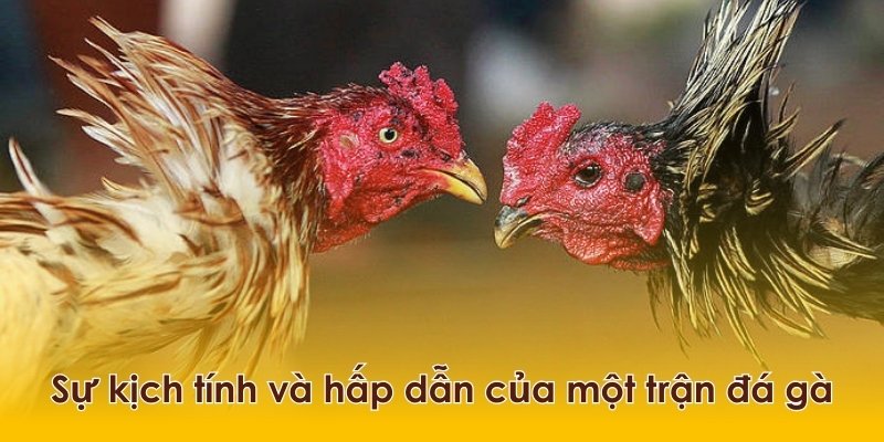 Một trận đá gà trực tuyến diễn ra vô cùng kịch tính và hấp dẫn