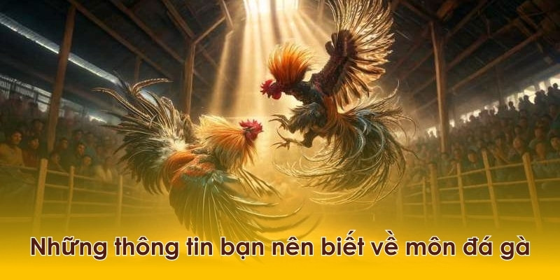 Tìm hiểu để biết sự phát triển mạnh mẽ của văn hóa đá gà đối với thế giới