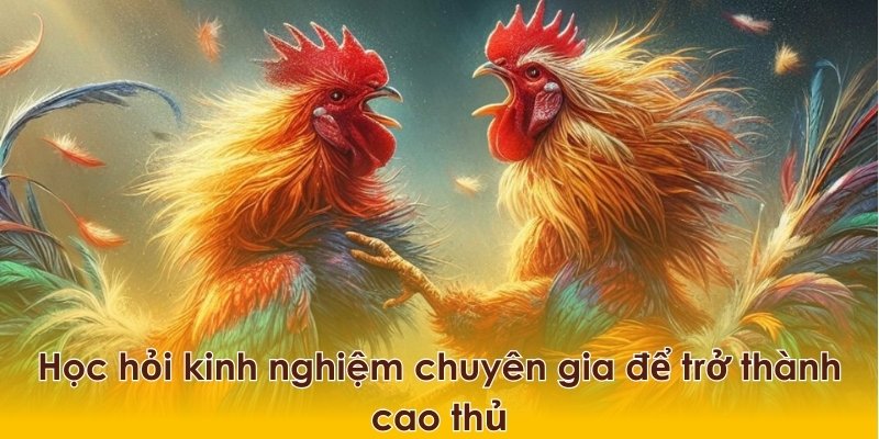 Học hỏi và trau dồi kinh nghiệm hàng ngày để nâng cao khả năng cá cược đá gà của mình